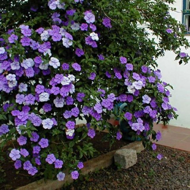 Cây giống hoa Nhài (Lài) Nhật hoa cực thơm - cây trưởng thành đang hoặc sắp cho hoa