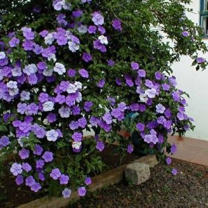 Cây giống hoa Nhài (Lài) Nhật hoa cực thơm - cây trưởng thành đang hoặc sắp cho hoa