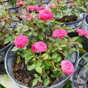 [Cây giống hoa] Hồng Tỉ Muội (giao màu ngẫu nhiên) size bầu nhỏ - CayGiongTot