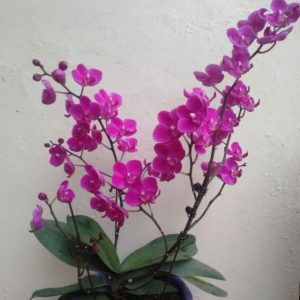 Hồ điệp Mãn Thiên Hồng 2 ngồng