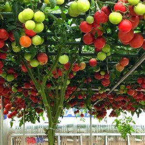 Gói 20 hạt giống Cà chua bạch tuộc leo giàn quả to 700-900gr/trái - 85 ngày bắt đầu thu hoạch