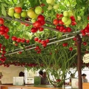 Gói 20 hạt giống Cà chua bạch tuộc leo giàn quả to 700-900gr/trái - 85 ngày bắt đầu thu hoạch