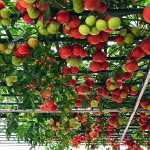 Gói 20 hạt giống Cà chua bạch tuộc leo giàn quả to 700-900gr/trái - 85 ngày bắt đầu thu hoạch