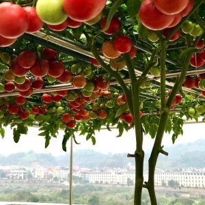 Gói 20 hạt giống Cà chua bạch tuộc leo giàn quả to 700-900gr/trái - 85 ngày bắt đầu thu hoạch