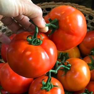 Chậu cây giống cà chua Beef trái lớn