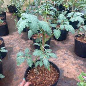 Chậu cây giống cà chua Beef trái lớn