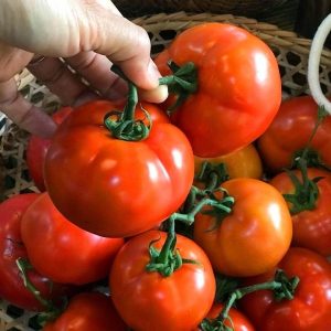 Chậu cây cà chua Beef lớn đang sẵn nhiều trái