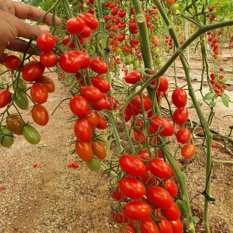 Chậu cây cà chua bi Cherry Đỏ cơm dày thịt ngọt ăn rất ngon