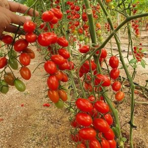 Chậu cây cà chua bi Cherry Đỏ cơm dày thịt ngọt ăn rất ngon