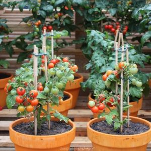 Gói 0.1g cà chua bi đỏ lùn trồng chậu