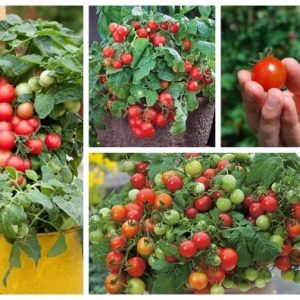 Gói 0.1g cà chua bi đỏ lùn trồng chậu