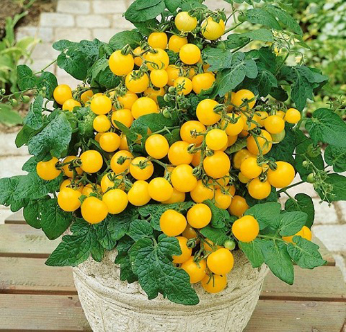 Gói 0.1GR hạt giống Cà Chua Bi Lùn F1 Quả Vàng