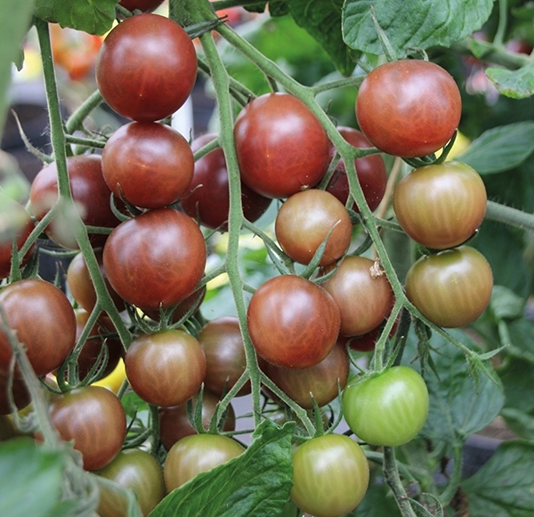 Gói 5 hạt giống Cà Chua Socola F1 SV 124