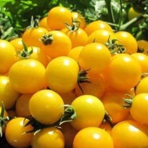 Gói 0.1GR hạt giống Cà Chua Bi Lùn F1 Quả Vàng