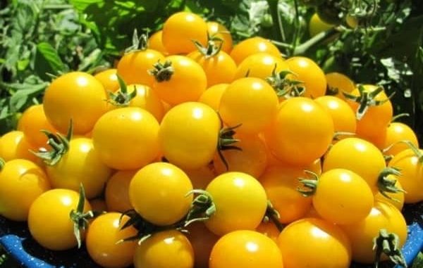 Gói 0.1GR hạt giống Cà Chua Bi Lùn F1 Quả Vàng