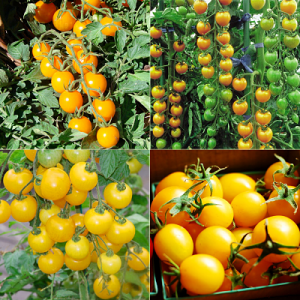 Gói 0.1GR hạt giống Cà Chua Bi Vàng F1 SV 123 ( Cà chua Cherry)