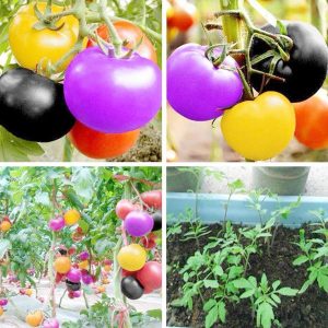 Gói 50 hạt giống cà chua cầu vồng