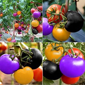 Gói 50 hạt giống cà chua cầu vồng