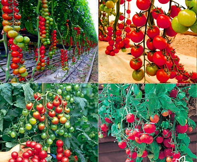 Gói 0.1g cà chua Cherry - cà chua bi F1