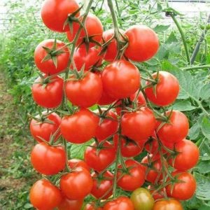 Gói 0.1g cà chua Cherry - cà chua bi F1