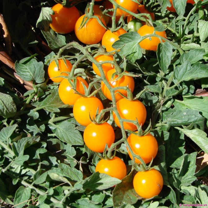 Gói 0.1GR hạt giống Cà Chua Bi Vàng F1 SV 123 ( Cà chua Cherry)