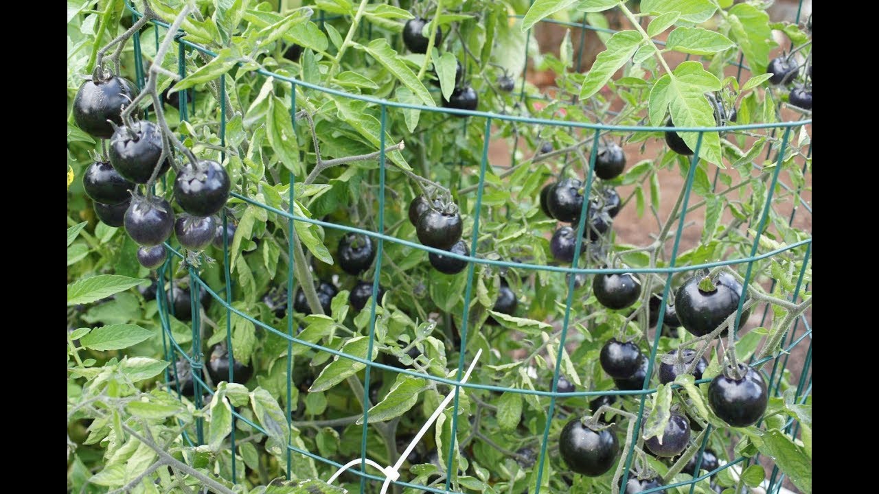 Gói 5 hạt cà chua đen