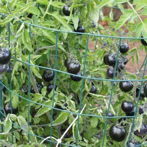 Gói 5 hạt cà chua đen