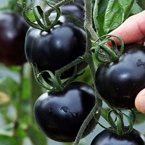 Gói 5 hạt cà chua đen