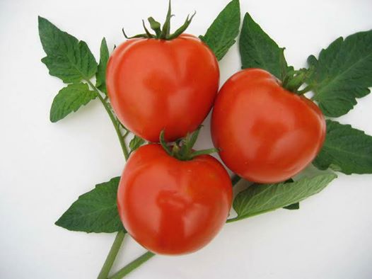 Gói 1g hạt giống cà chua F1 siêu kháng bệnh