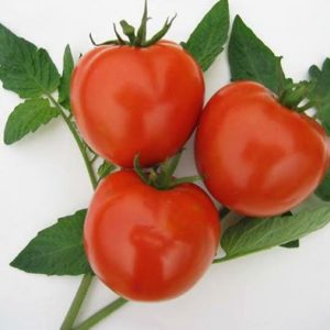 Gói 1g hạt giống cà chua F1 siêu kháng bệnh