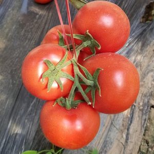 Gói 0.1GR hạt giống Cà Chua Chịu Nhiệt F1 T-112