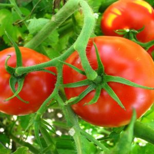 Gói 0.1g hạt giống cà chua chịu nhiệt F1