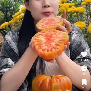 Chậu cây giống cà chua múi cổ Sơn La