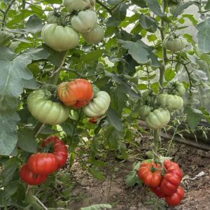 Chậu cây giống cà chua múi cổ Sơn La