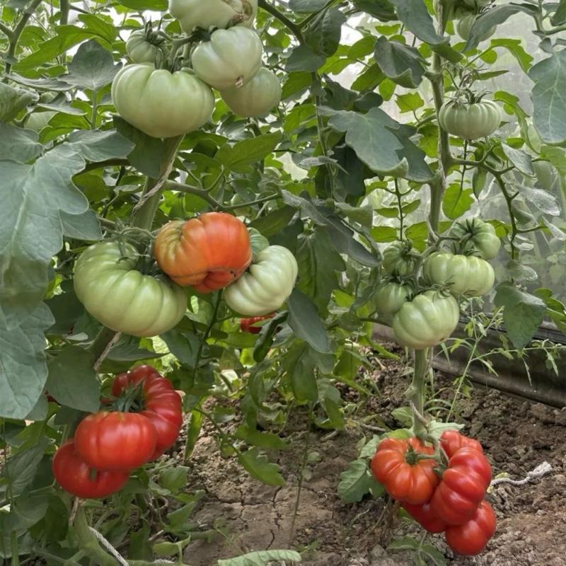 Chậu cây giống cà chua múi cổ Sơn La