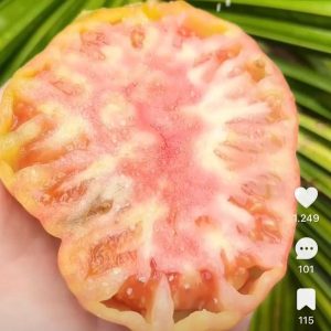 Chậu cây giống cà chua múi cổ Sơn La