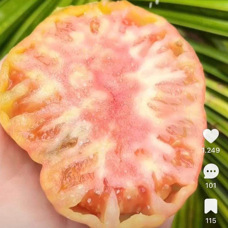 Chậu cây giống cà chua múi cổ Sơn La