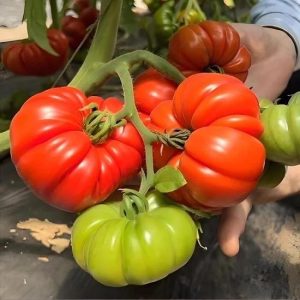 Chậu cây giống cà chua múi cổ Sơn La