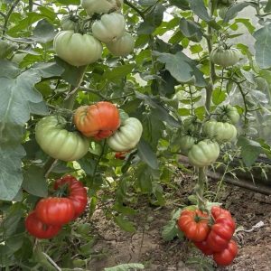 Chậu cây giống cà chua múi cổ Sơn La