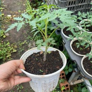 Chậu cây giống cà chua múi cổ Sơn La