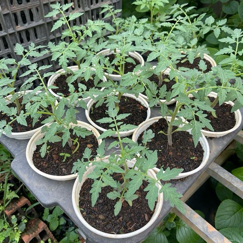 Chậu cây giống cà chua múi cổ Sơn La