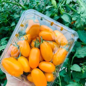 Cây giống cà chua nova vàng ươm vỉ