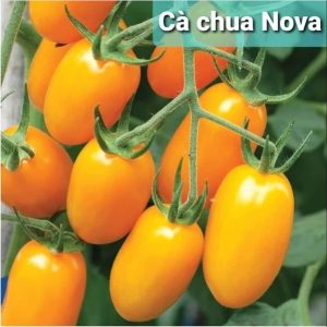 Cây giống cà chua nova vàng ươm vỉ