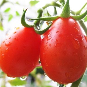 Gói 0.5GR hạt giống Cà Chua Lê Đỏ