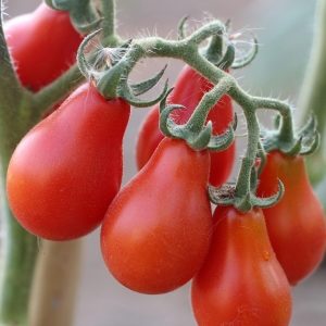 Gói 0.5GR hạt giống Cà Chua Lê Đỏ