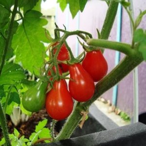 Gói 0.5GR hạt giống Cà Chua Lê Đỏ