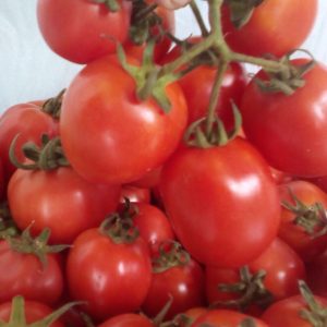 Gói 0.1g hạt giống cà chua F1 Rosa