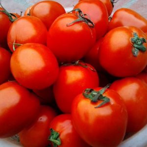 Gói 0.1g hạt giống cà chua F1 Rosa