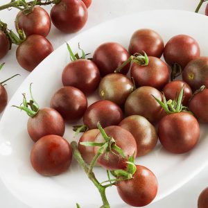 Chậu cây giống Cà Chua Socola giao cây khỏe kháng bệnh tốt