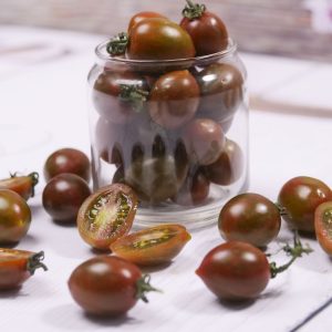 Cây giống cà chua socola ươm vỉ